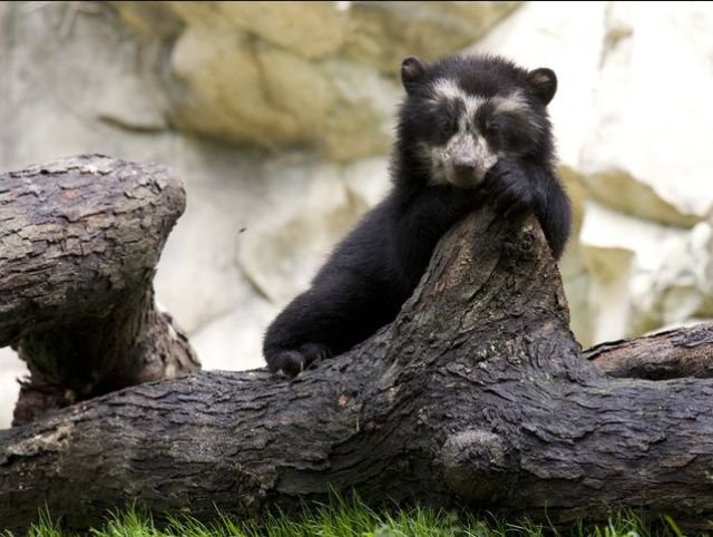 How Spectacled Bears Raise Their Young In The Wild