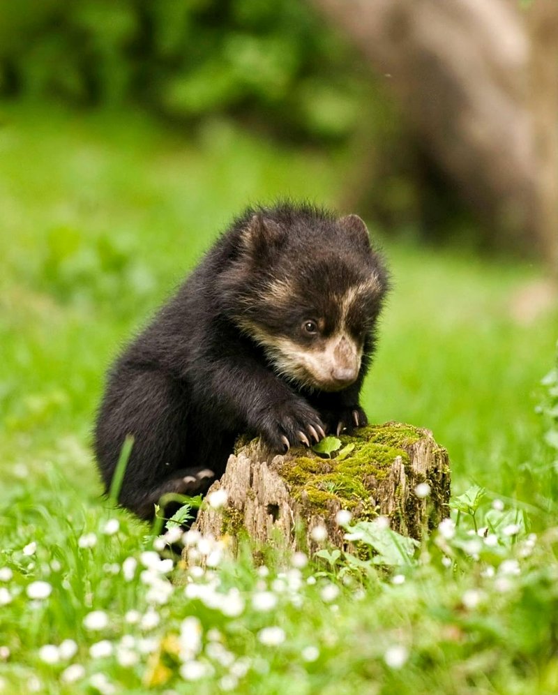 How Spectacled Bears Survive In Harsh Environments
