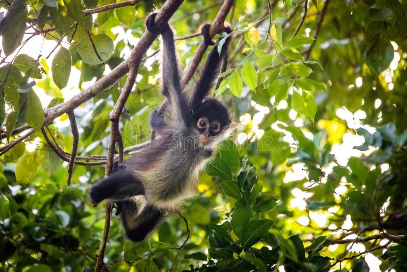 How Spider Monkeys Raise Their Young In The Wild