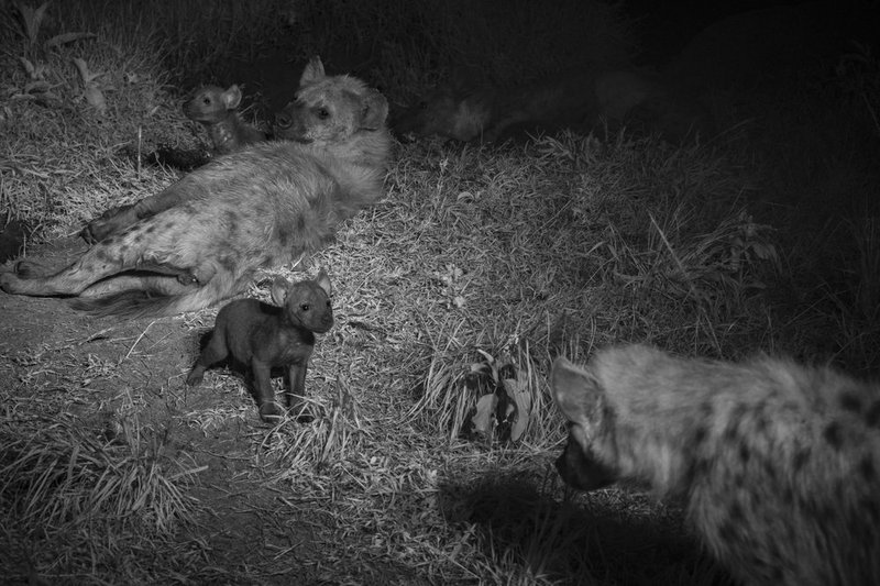How Spotted Hyenas Raise Their Young In The Wild