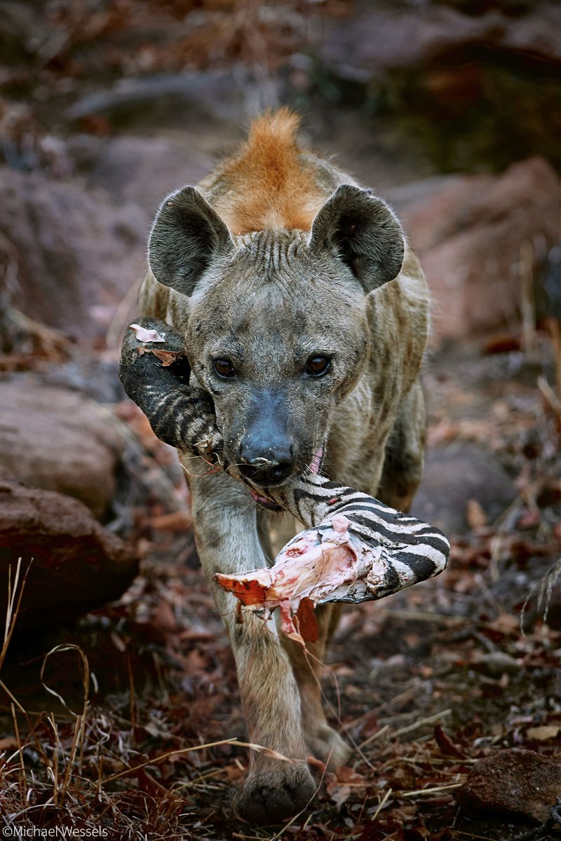 How Spotted Hyenas Survive In Harsh Environments