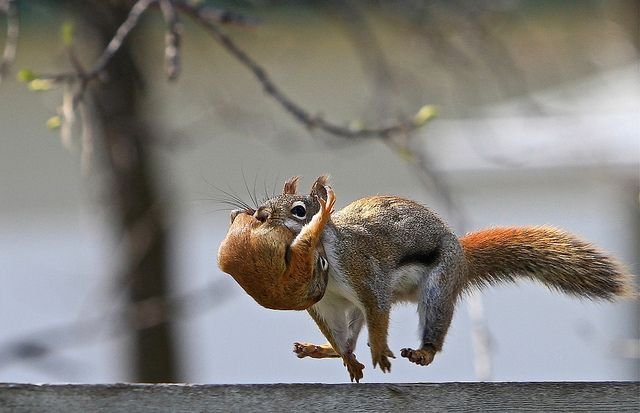How Squirrels Raise Their Young In The Wild