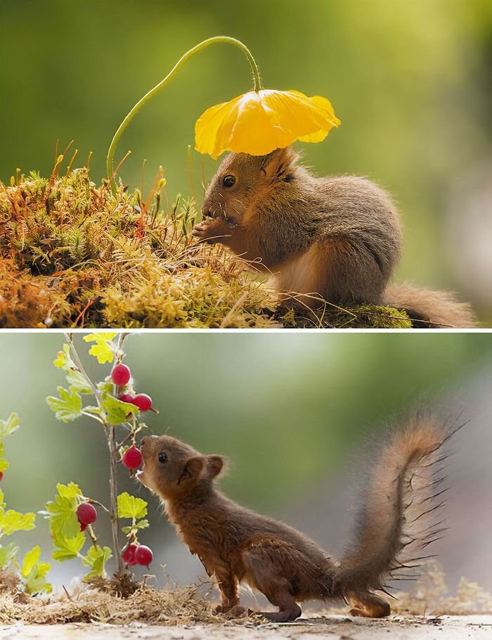 How Squirrels Survive In Harsh Environments