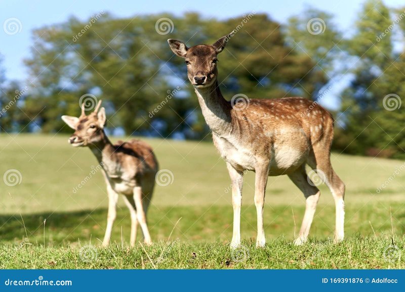 How Stags Raise Their Young In The Wild