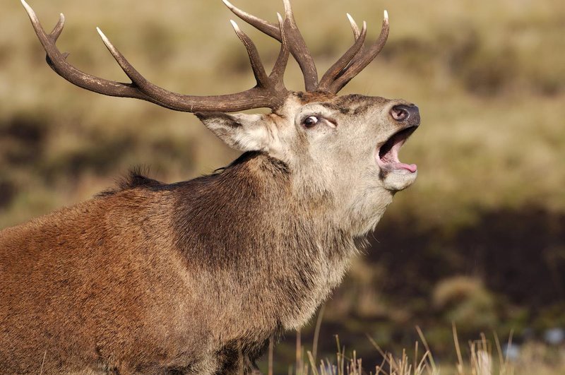 How Stags Survive In Harsh Environments