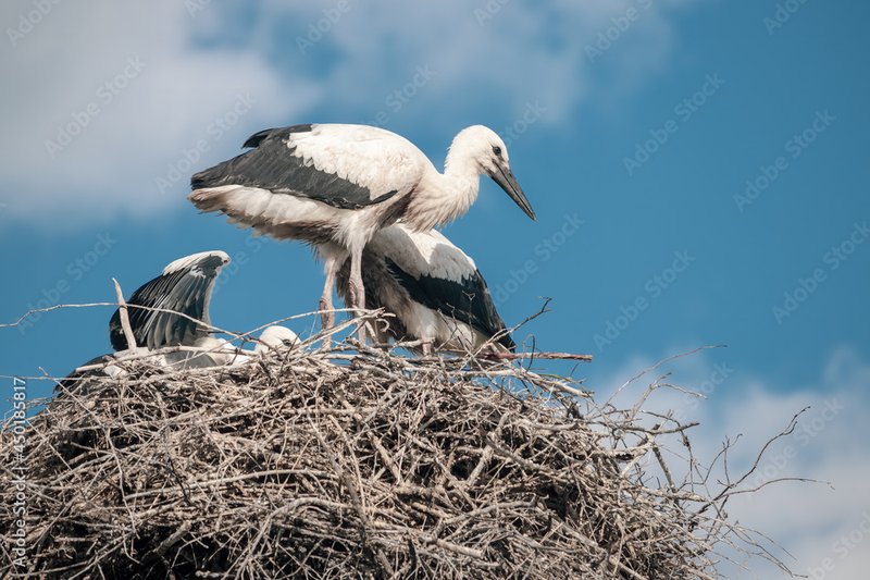 How Storks Adapt To Their Environment