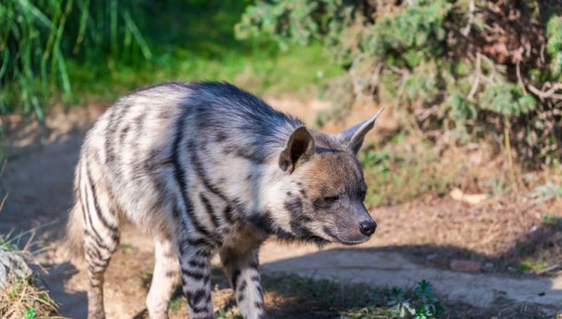 How Striped Hyenas Raise Their Young In The Wild