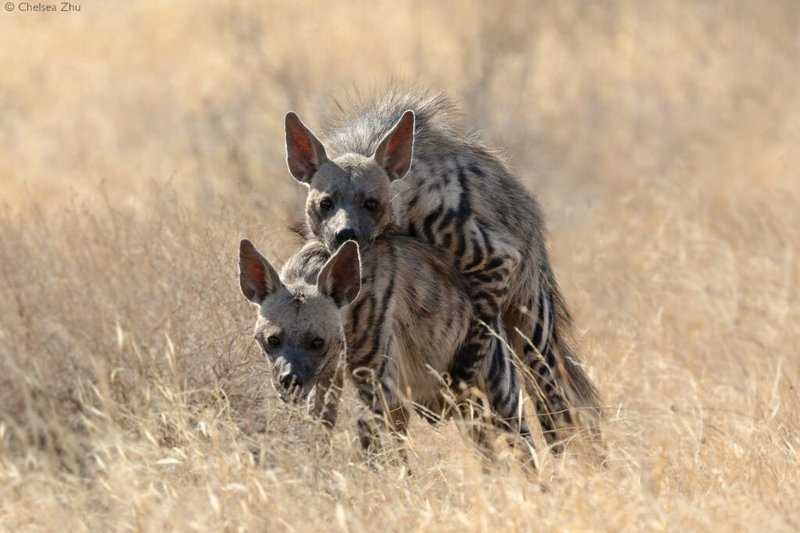 How Striped Hyenas Survive In Harsh Environments