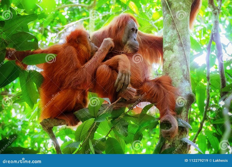 How Sumatran Orangutans Raise Their Young In The Wild