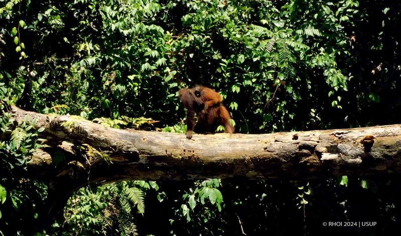 How Sumatran Orangutans Survive In Harsh Environments