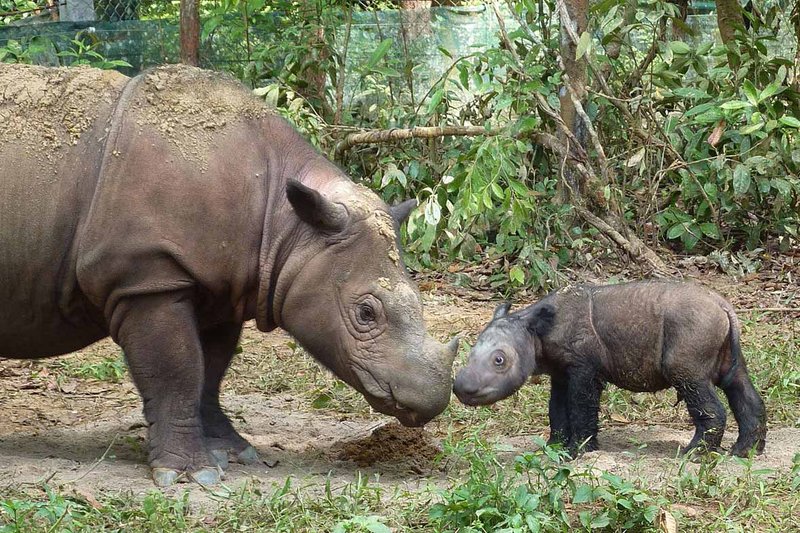 How Sumatran Rhinoceross Raise Their Young In The Wild