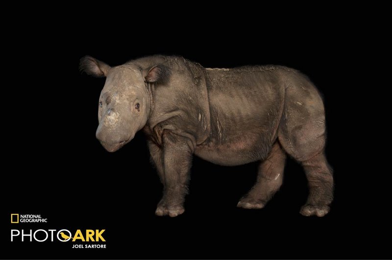 How Sumatran Rhinoceross Survive In Harsh Environments
