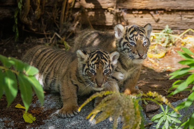 How Sumatran Tigers Raise Their Young In The Wild
