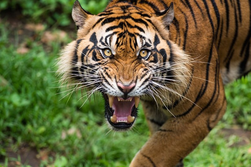 How Sumatran Tigers Survive In Harsh Environments