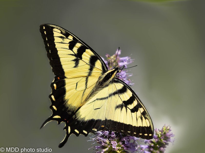 How Swallowtail Butterflys Communicate And Interact