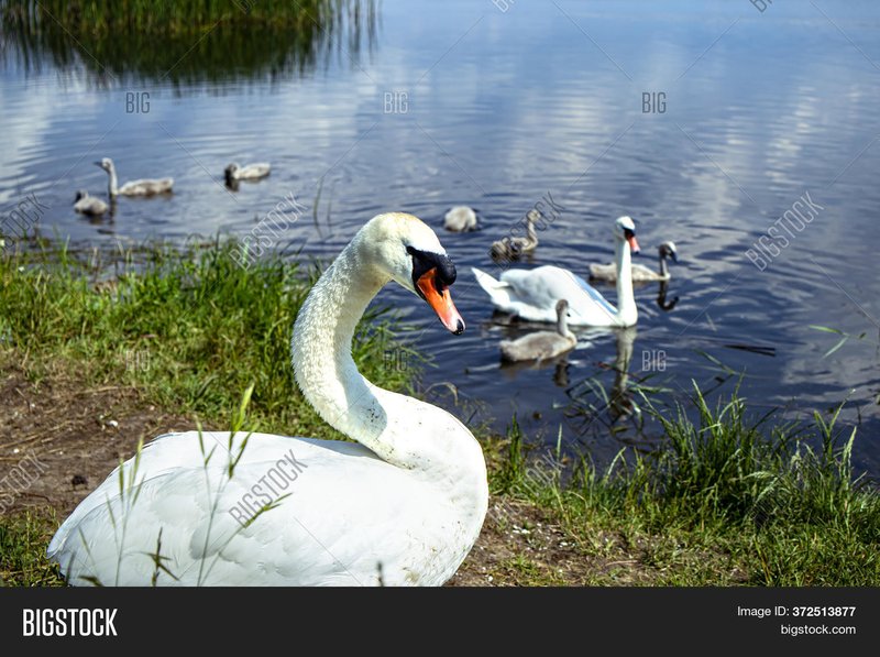 How Swans Adapt To Their Environment