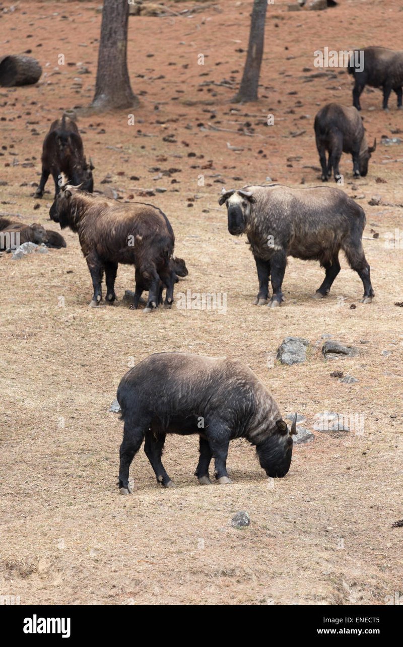 How Takins Raise Their Young In The Wild