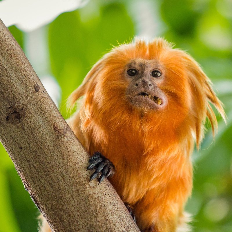How Tamarins Raise Their Young In The Wild
