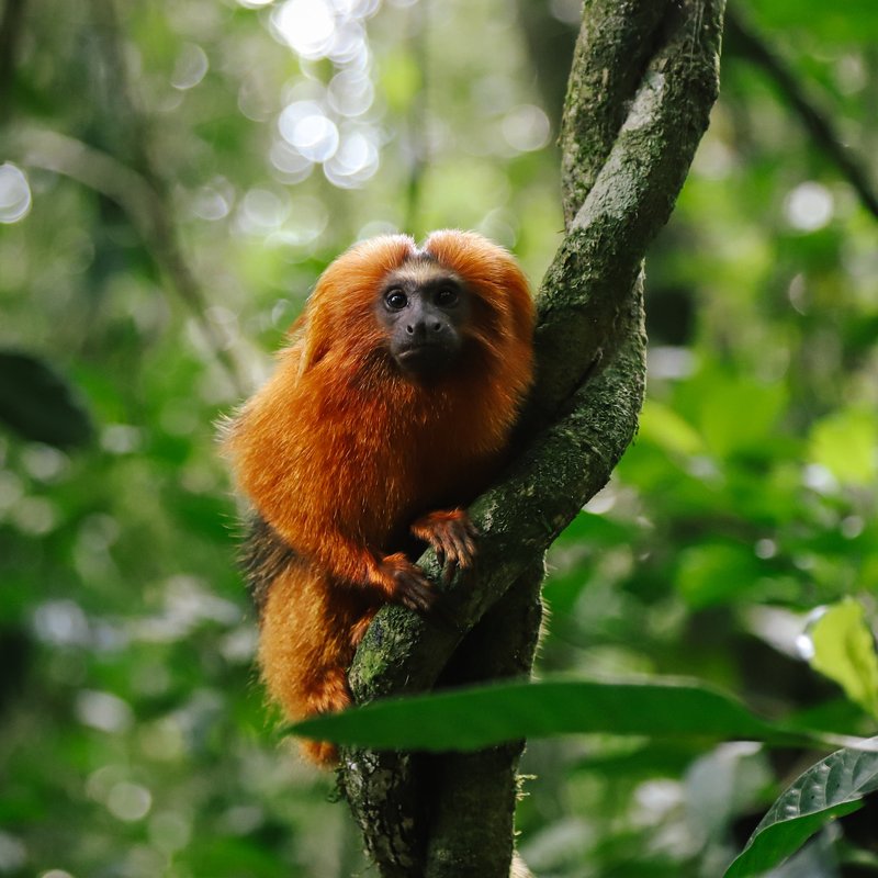 How Tamarins Survive In Harsh Environments