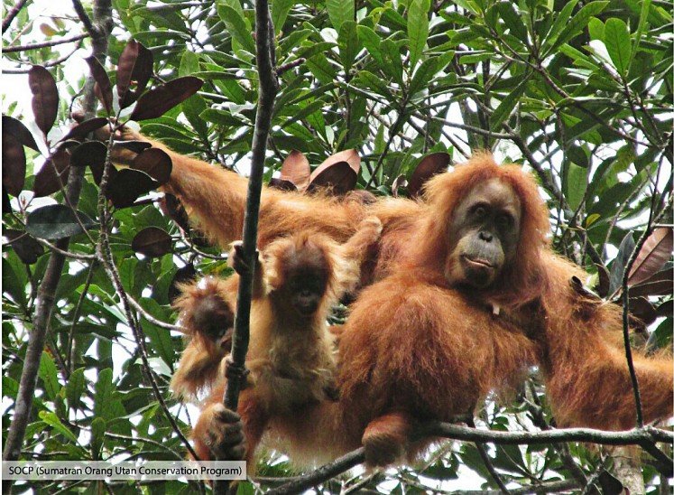 How Tapanuli Orangutans Raise Their Young In The Wild