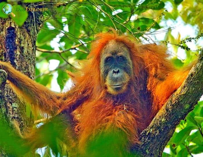How Tapanuli Orangutans Survive In Harsh Environments