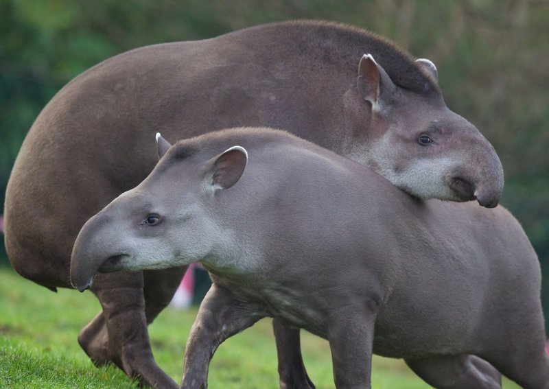How Tapirs Survive In Harsh Environments