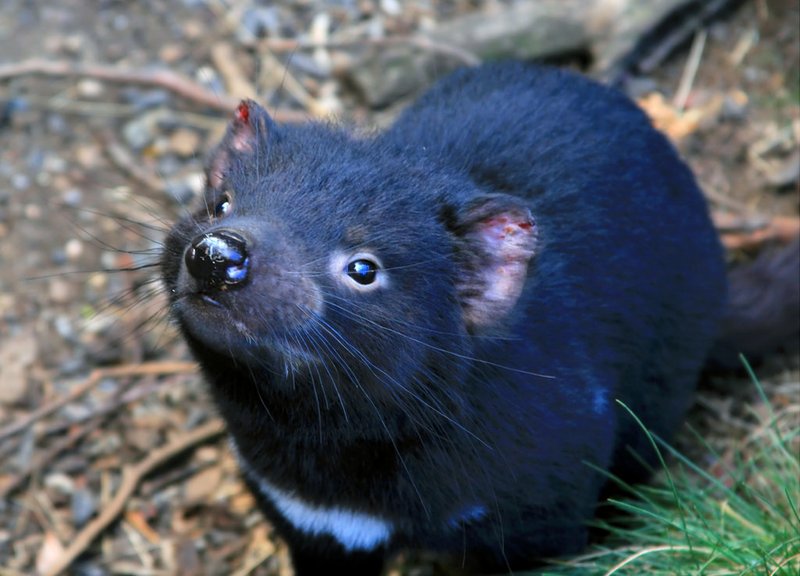 How Tasmanian Devils Raise Their Young In The Wild