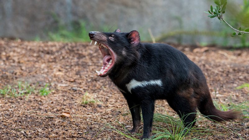 How Tasmanian Devils Survive In Harsh Environments