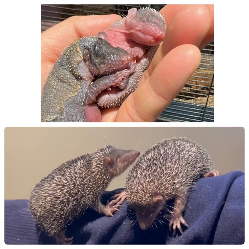 How Tenrecs Raise Their Young In The Wild
