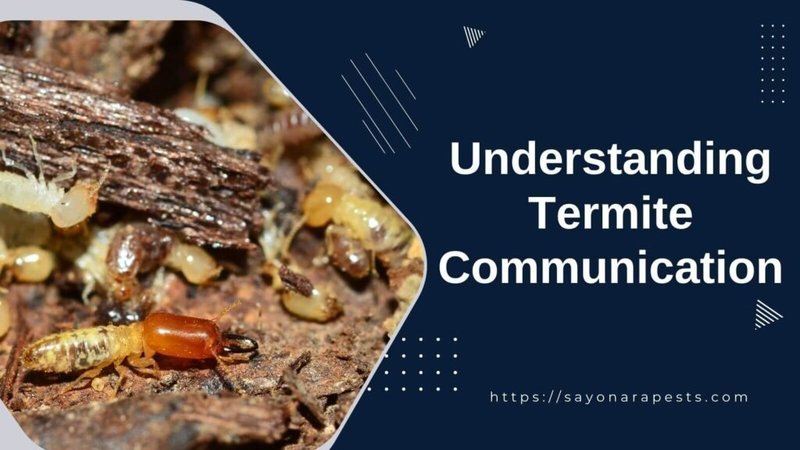 How Termites Communicate And Interact