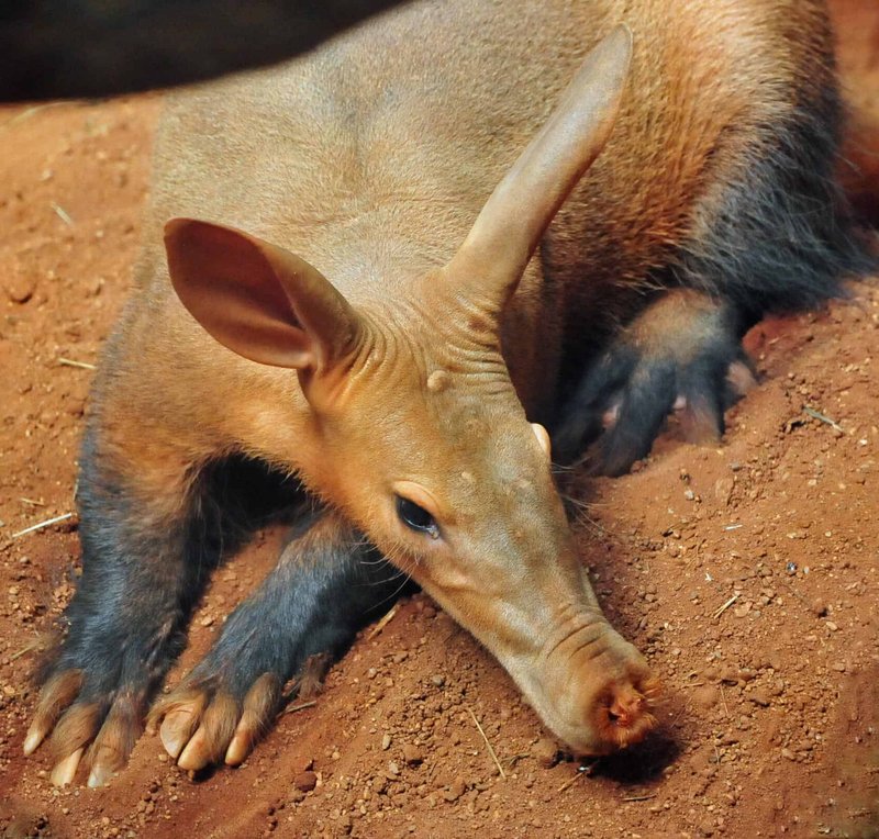 How The Aardvark Is Represented In Culture And Folklore