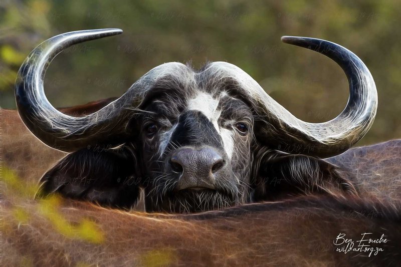 How The African Buffalo Is Represented In Culture And Folklore