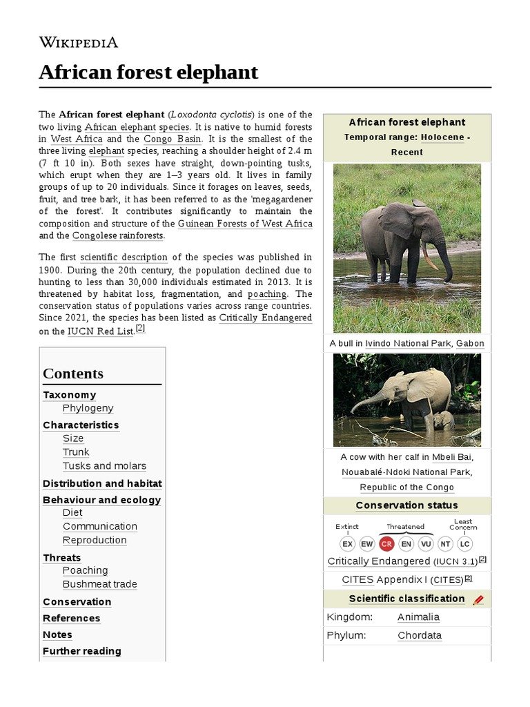 How The African Forest Elephant Is Represented In Culture And Folklore