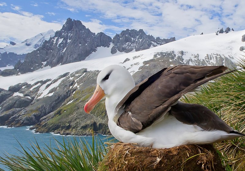 How The Albatross Is Represented In Culture And Folklore