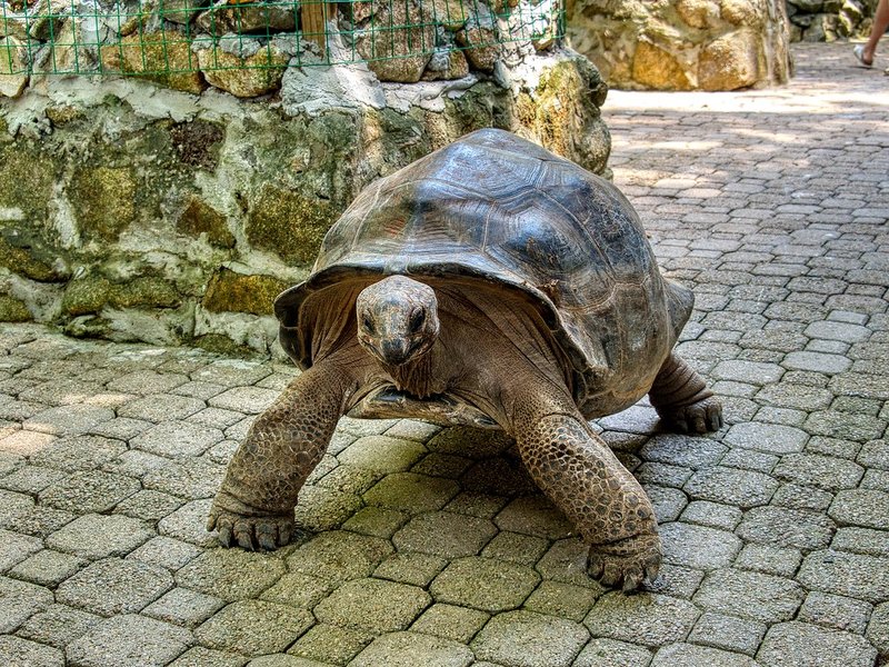 How The Aldabra Giant Tortoise Is Represented In Culture And Folklore