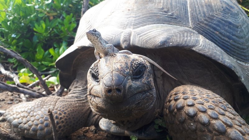 How The Aldabra Giant Tortoise Survives In Harsh Environments