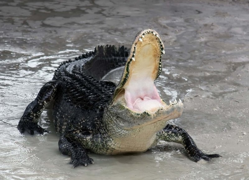 How The Alligator Survives In Harsh Environments