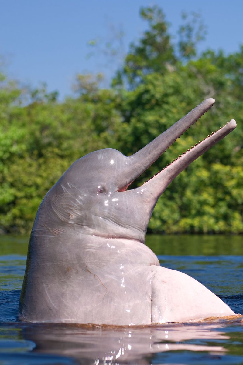 How The Amazon River Dolphin Navigates And Communicates
