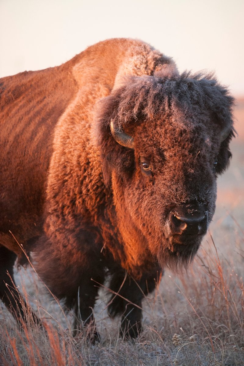 How The American Bison Is Represented In Culture And Folklore