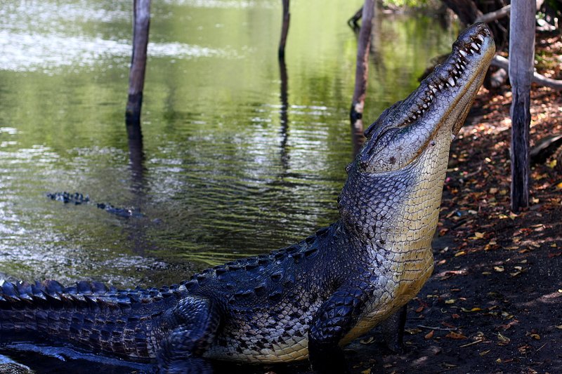 How The American Crocodile Survives In Harsh Environments