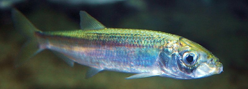 How The Anchovy Navigates And Communicates