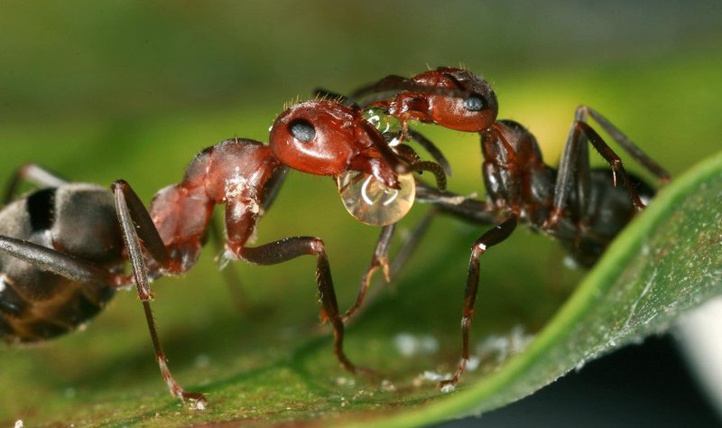 How The Ant Has Been Studied By Scientists