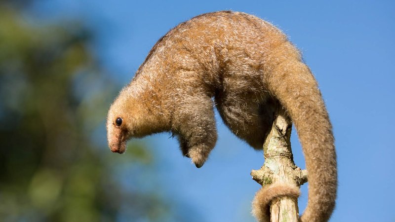 How The Anteater Is Represented In Culture And Folklore