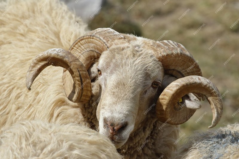 How The Argali Is Represented In Culture And Folklore