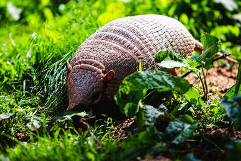 How The Armadillo Is Represented In Culture And Folklore