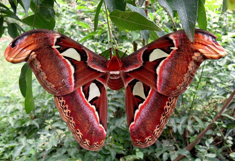 How The Atlas Moth Has Been Studied By Scientists