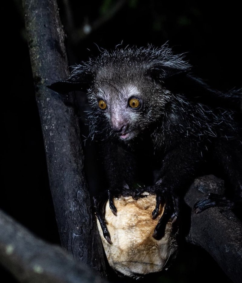 How The Aye-Aye Is Represented In Culture And Folklore