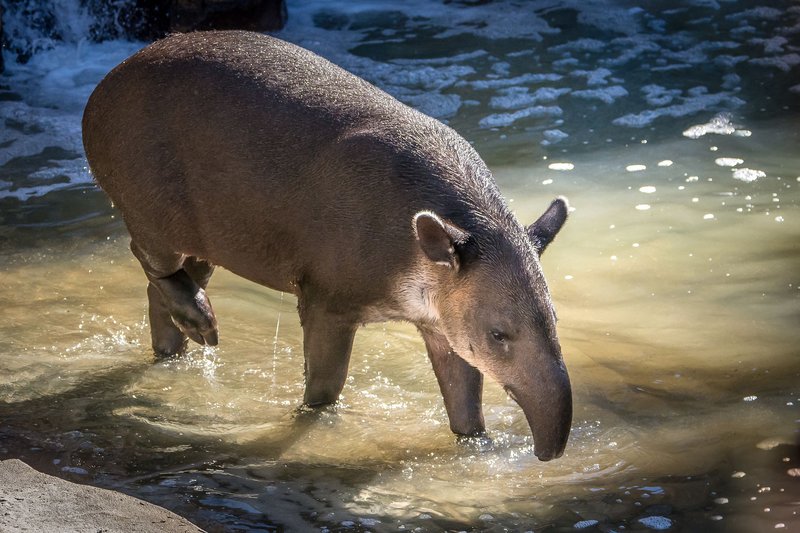 How The Baird'S Tapir Is Represented In Culture And Folklore