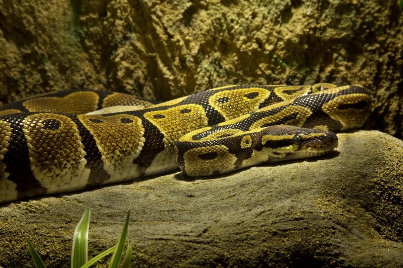 How The Ball Python Survives In Harsh Environments