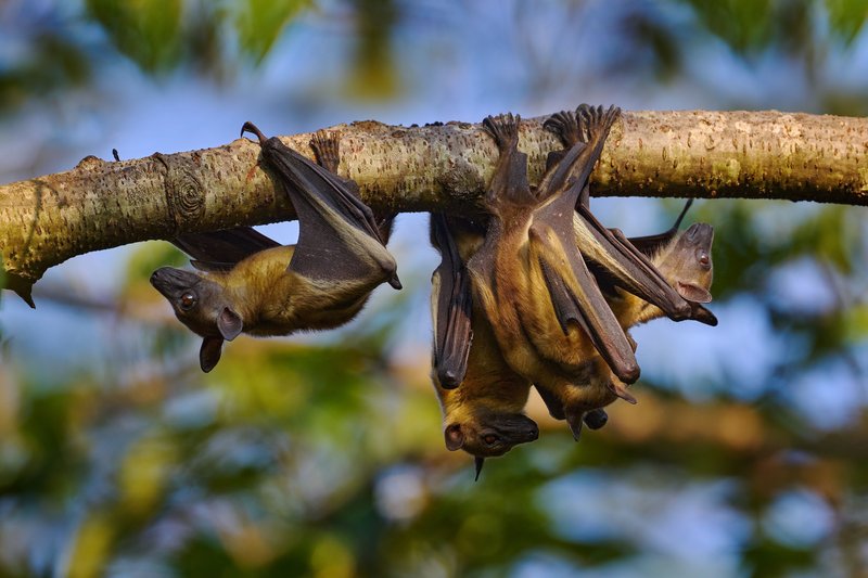 How The Bat Is Represented In Culture And Folklore
